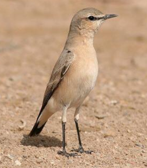 طائر المدقي